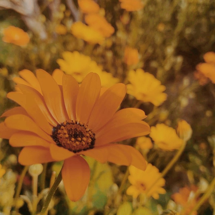 spring all around