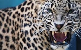 leopardo