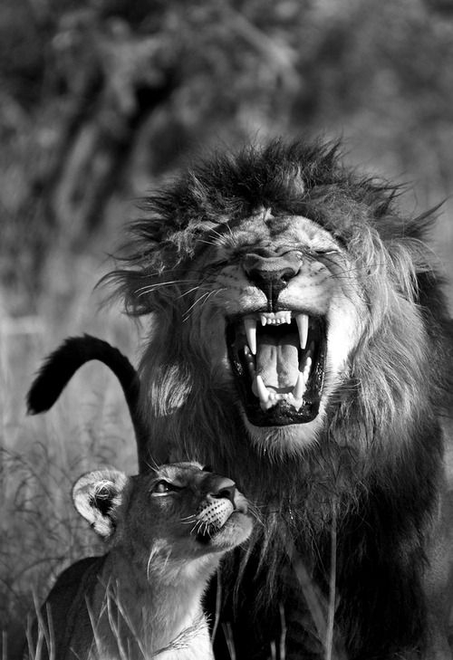 strength and tenderness