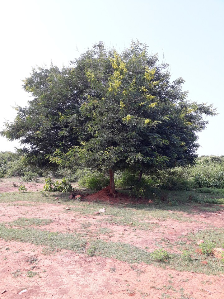 bikash bedardi