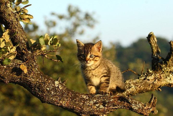 котенок