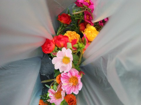 morning flower