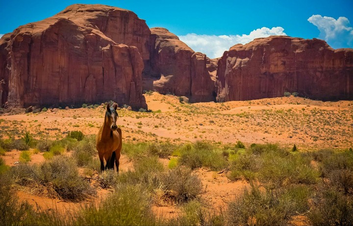 Dream of Arizona
