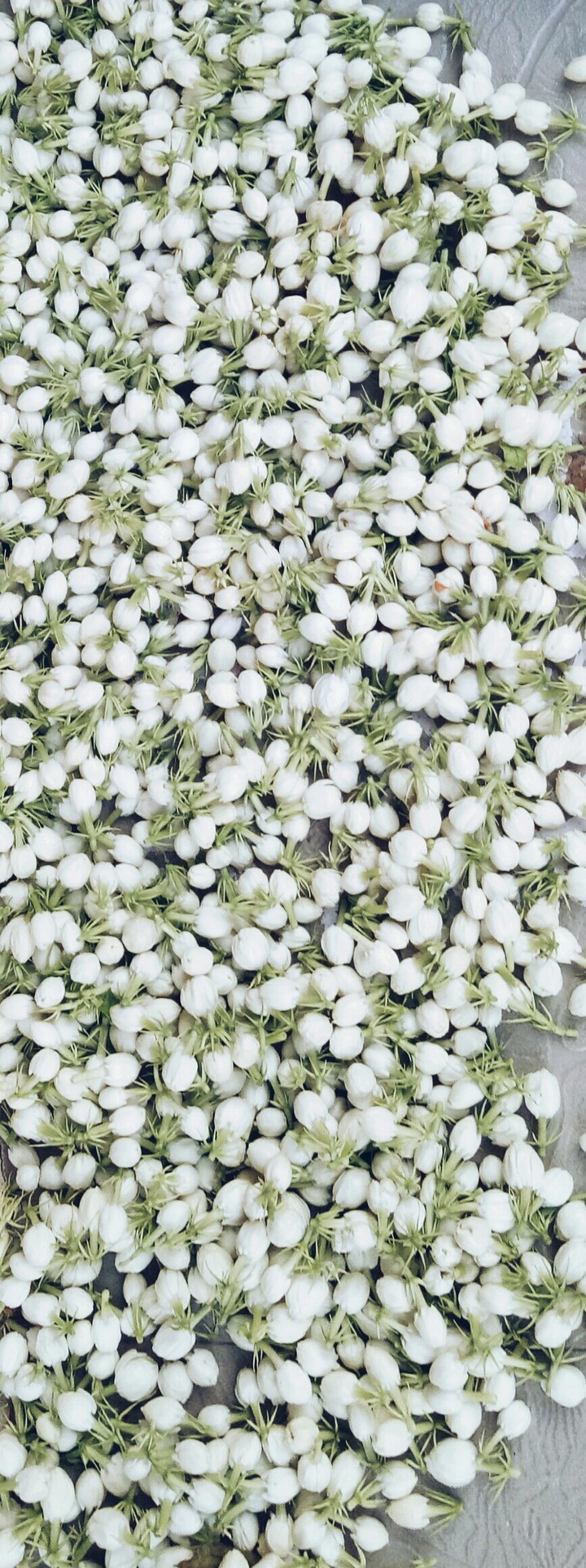 Jasmine in my ?