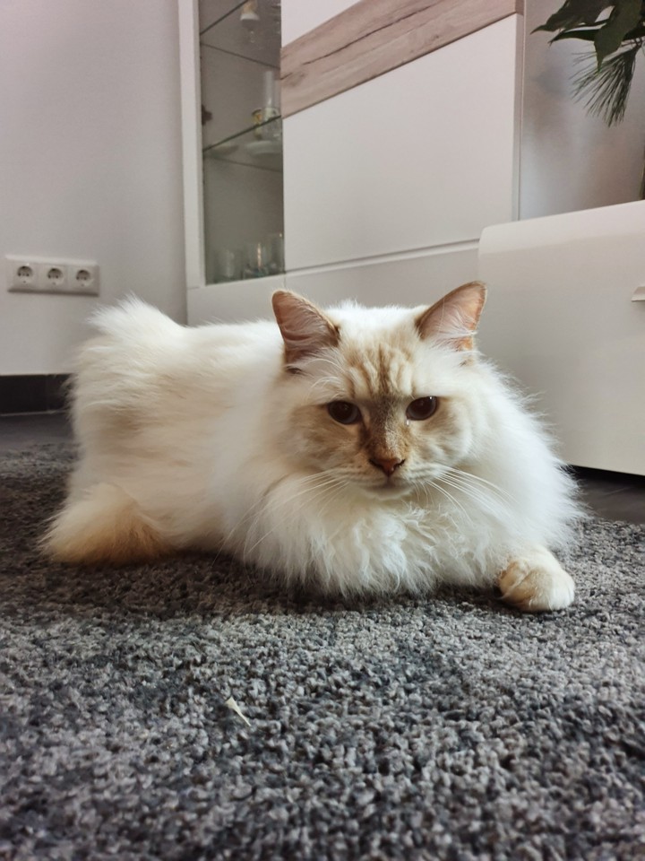 Sweet Cat