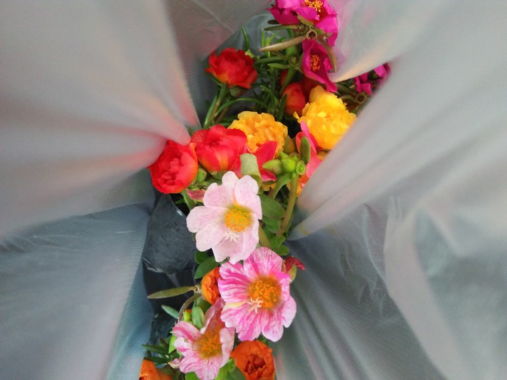 morning flower