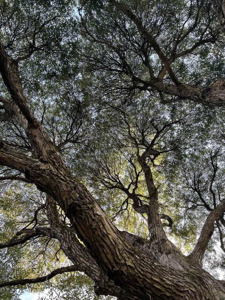 true tree