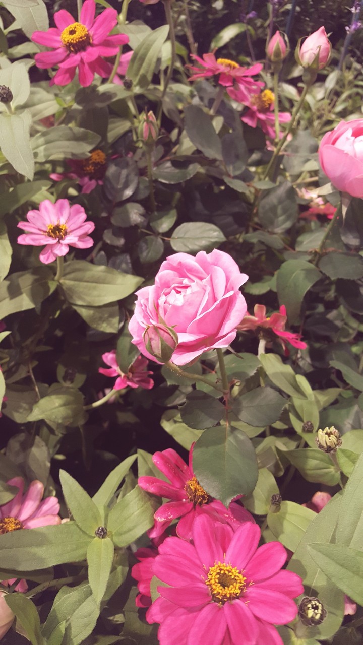 rosy