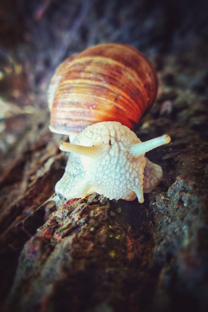 Snail