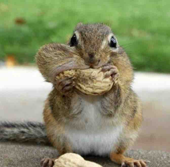 Squirrel
