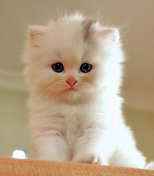 Kitten