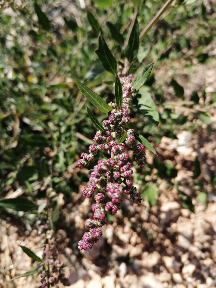 #Flower