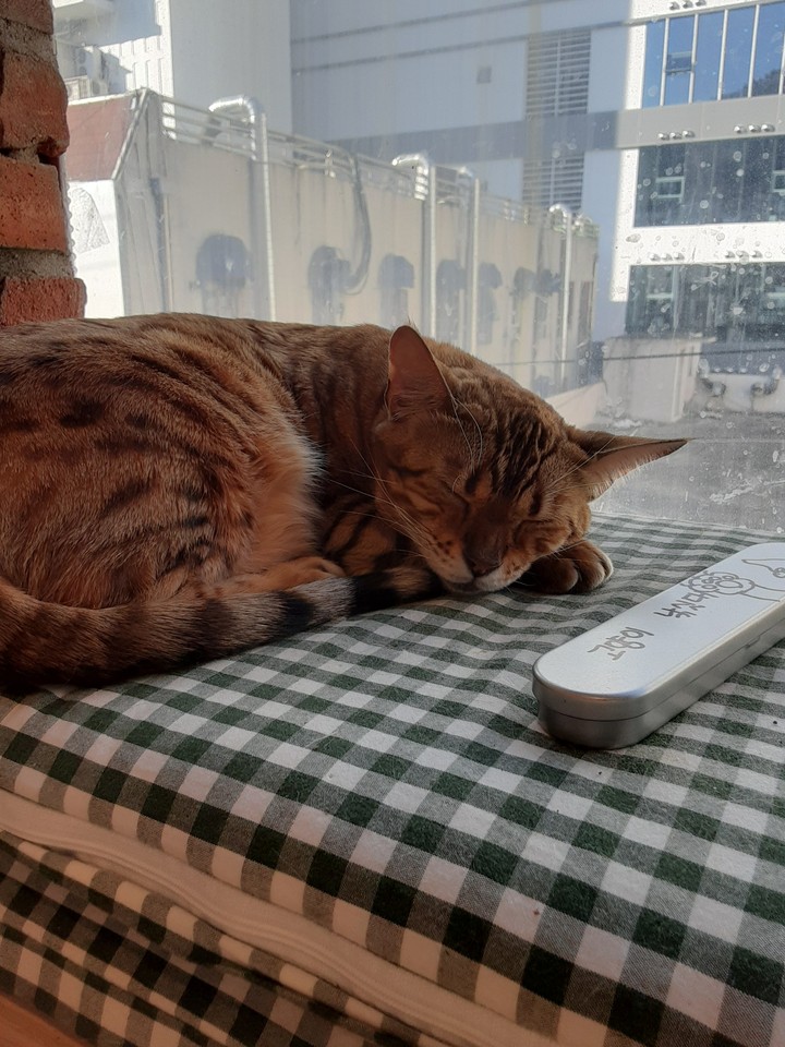 Cat