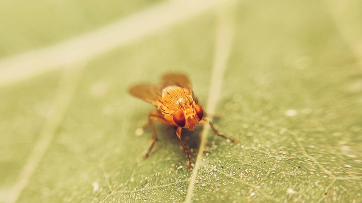 macro world