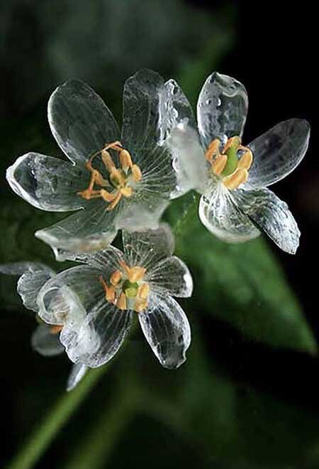 translucent flowers