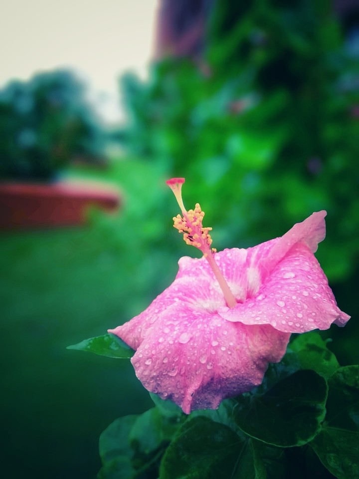 micro photography.....