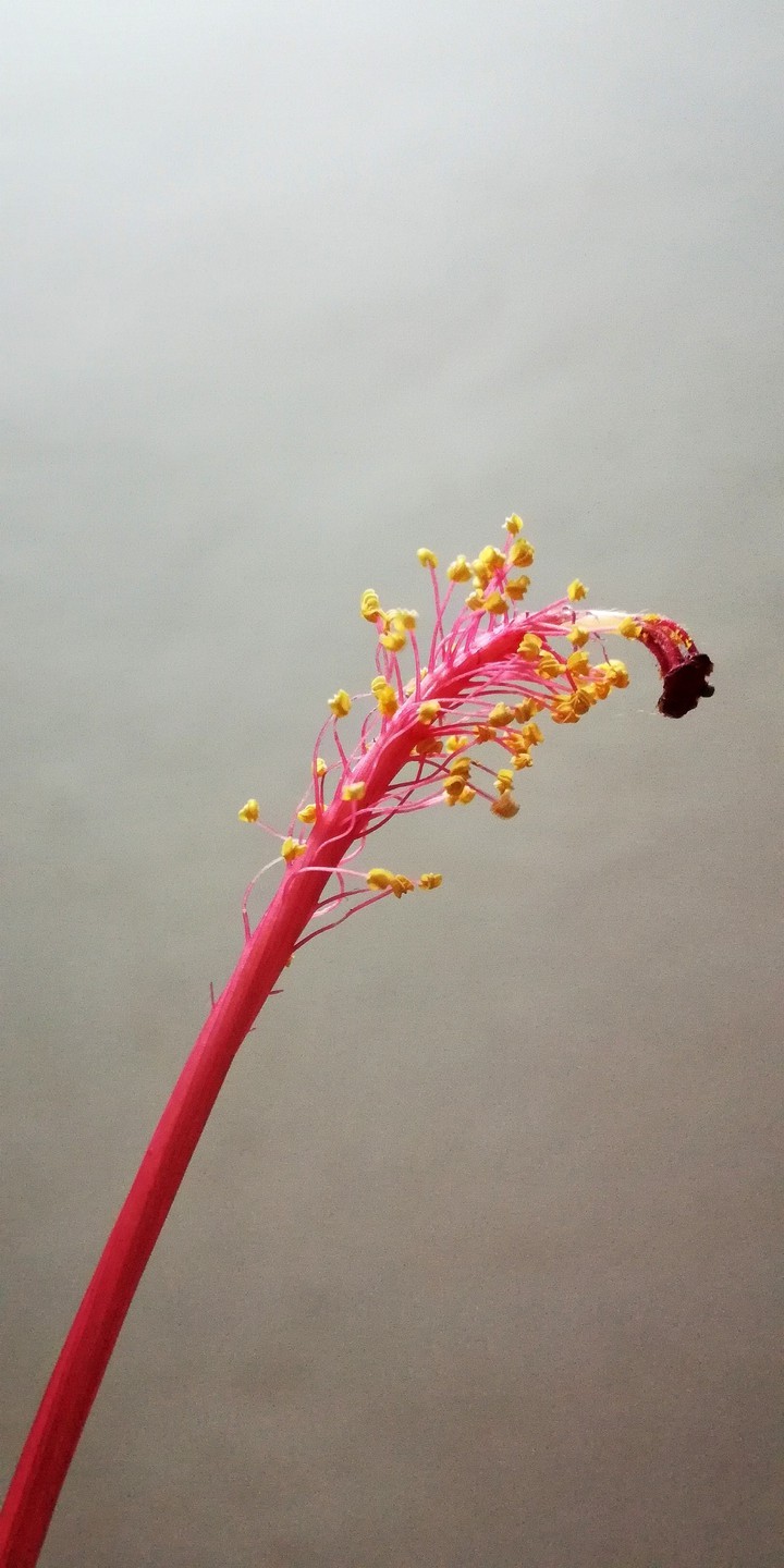 pink cute