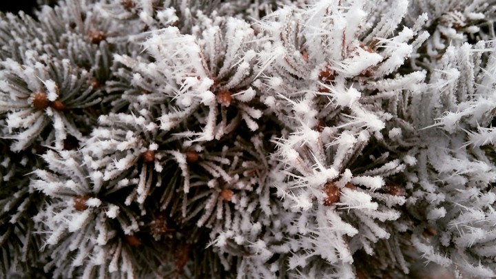 winter tree