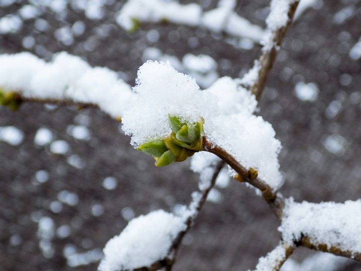 Snowy spring
