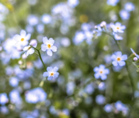 petal, flower Hintergrundbilder