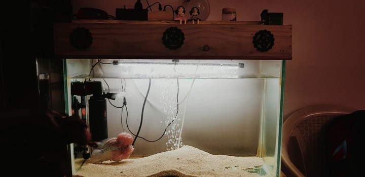 Fish