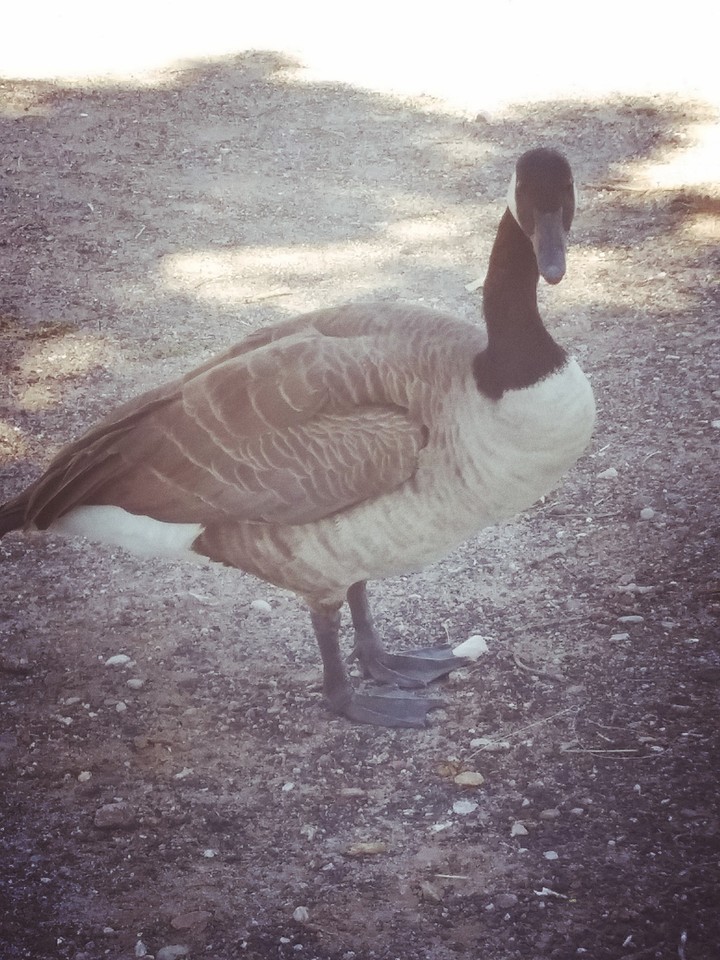 goose