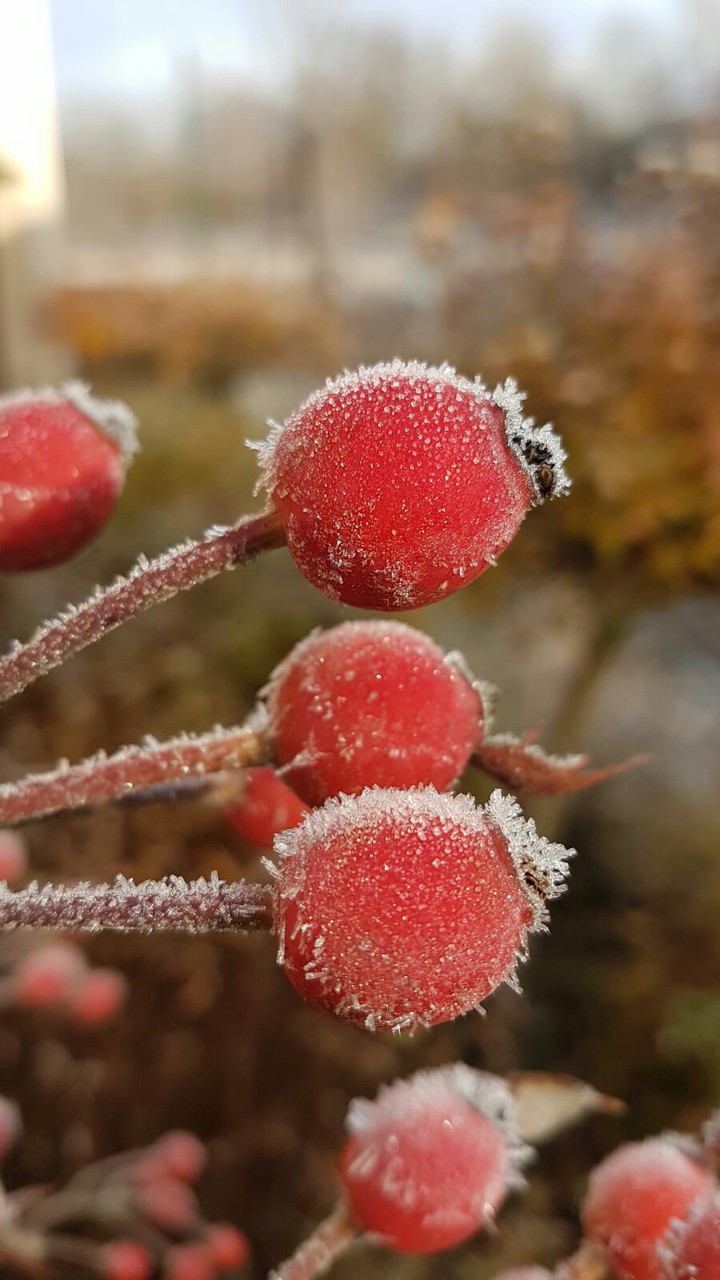 rose hip