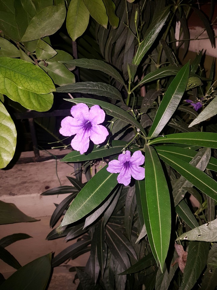 Flowers