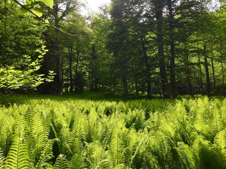 Sea of fern...