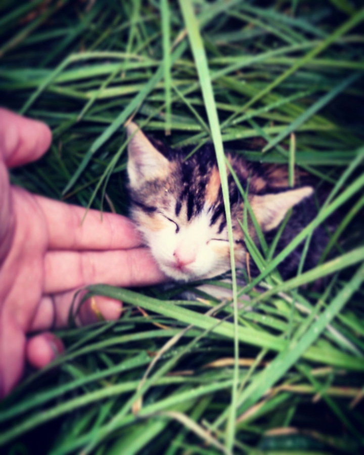little cat
