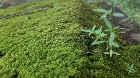 Grass