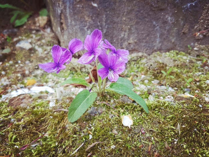 Manchurian Violet