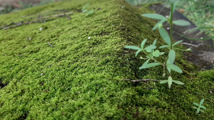 Grass