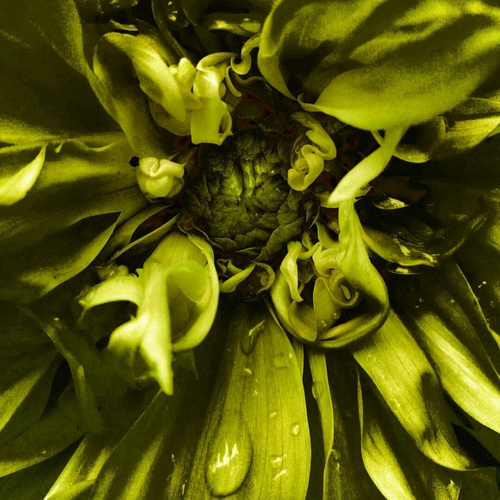 Greeny
