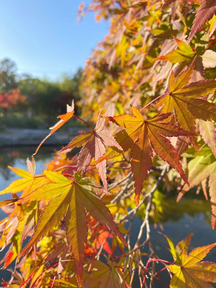 foliage