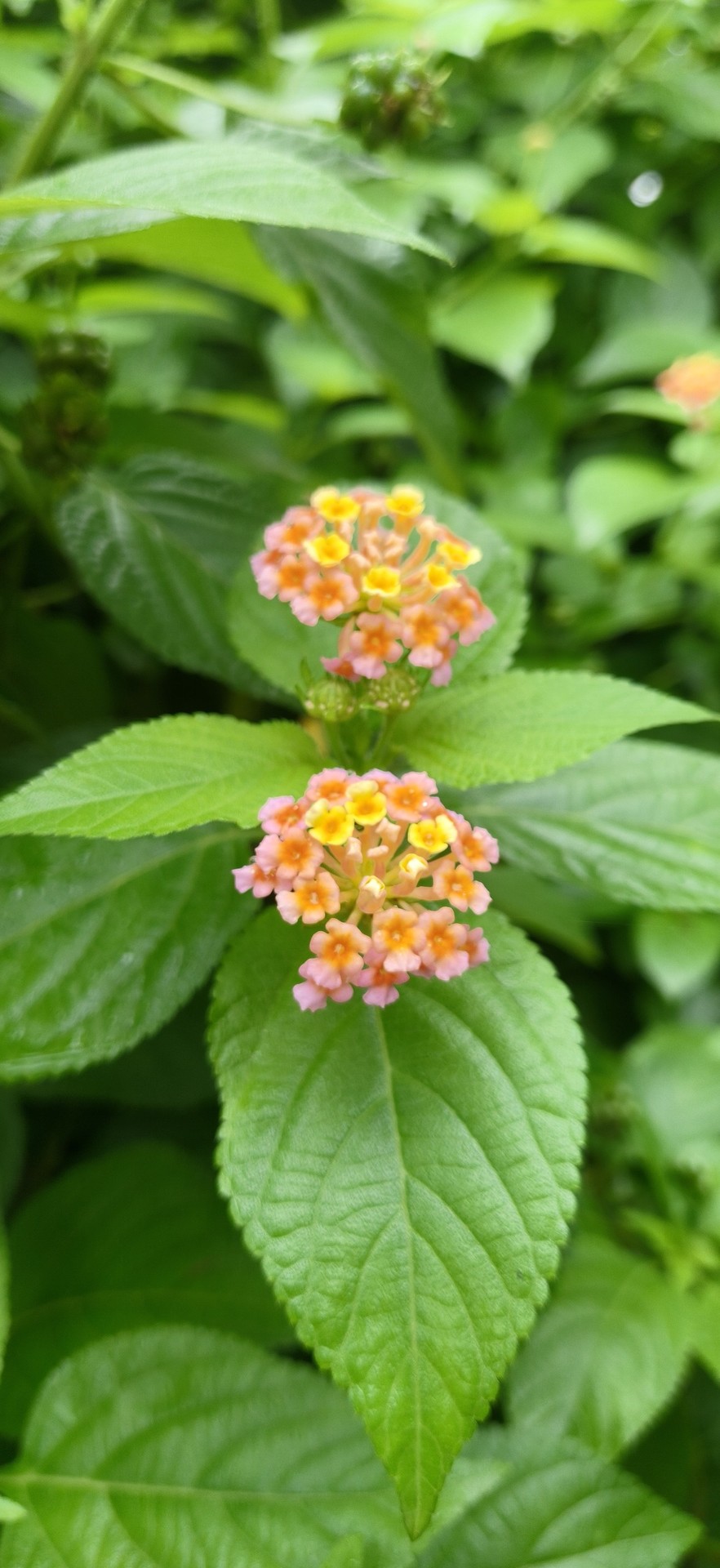 petal, The壁紙