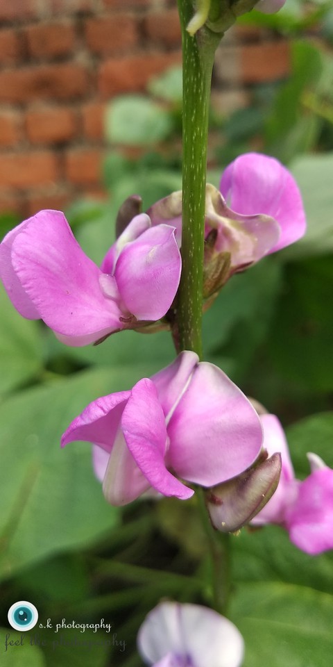 charming flower