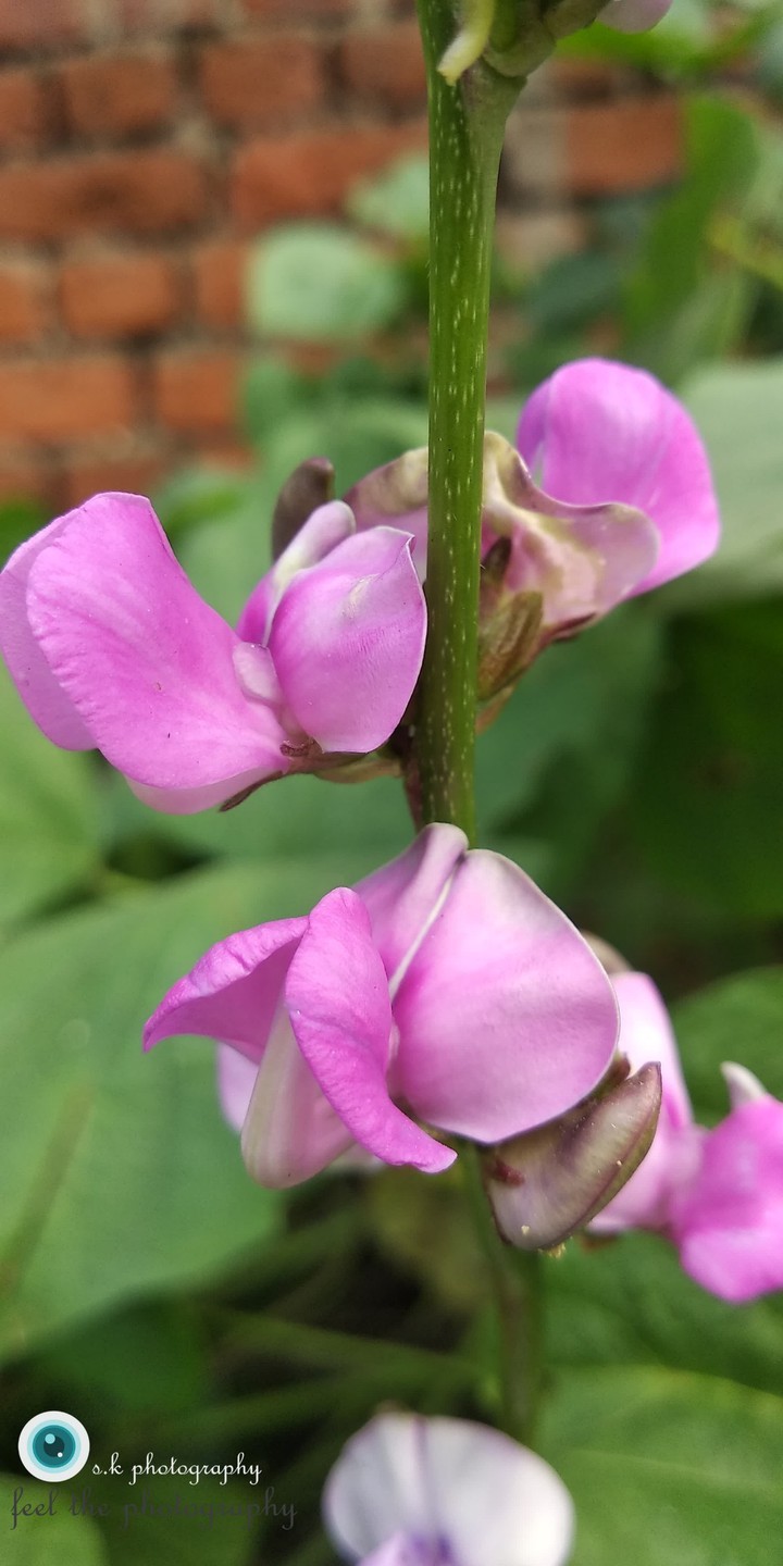 charming flower