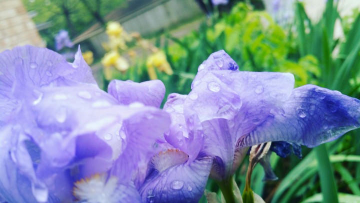 Purple raindrops