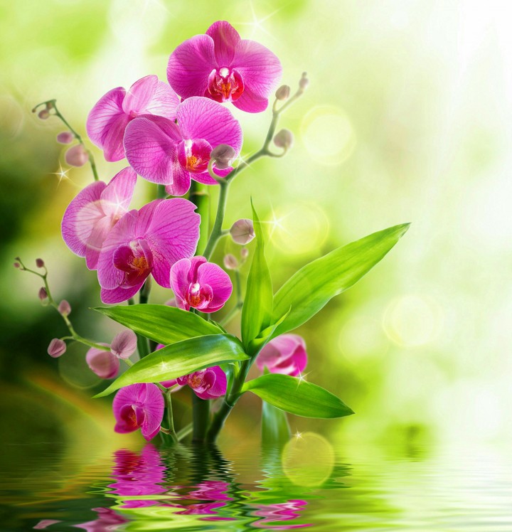 orchids
