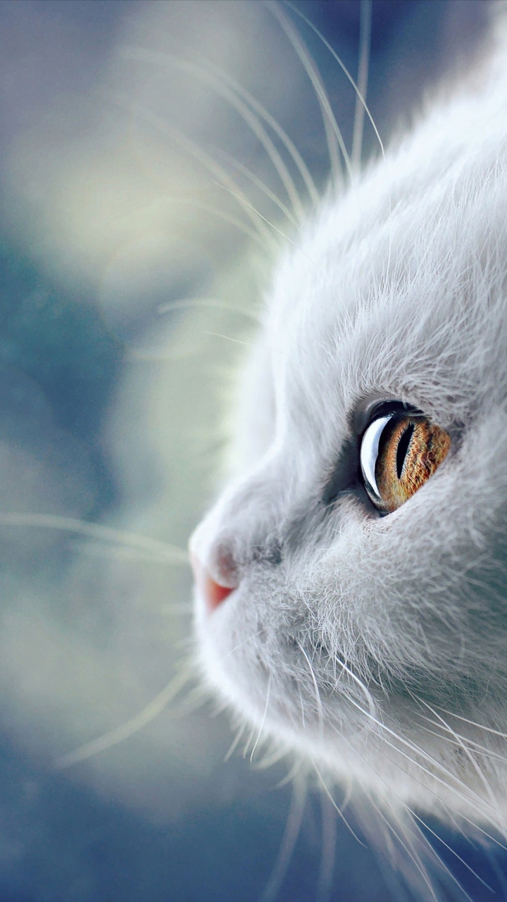 котик