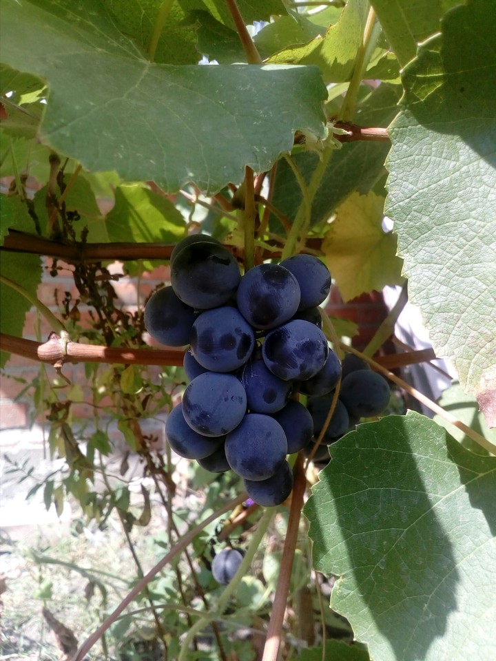 Bunch of grapes