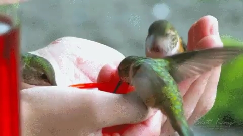 ⚘️