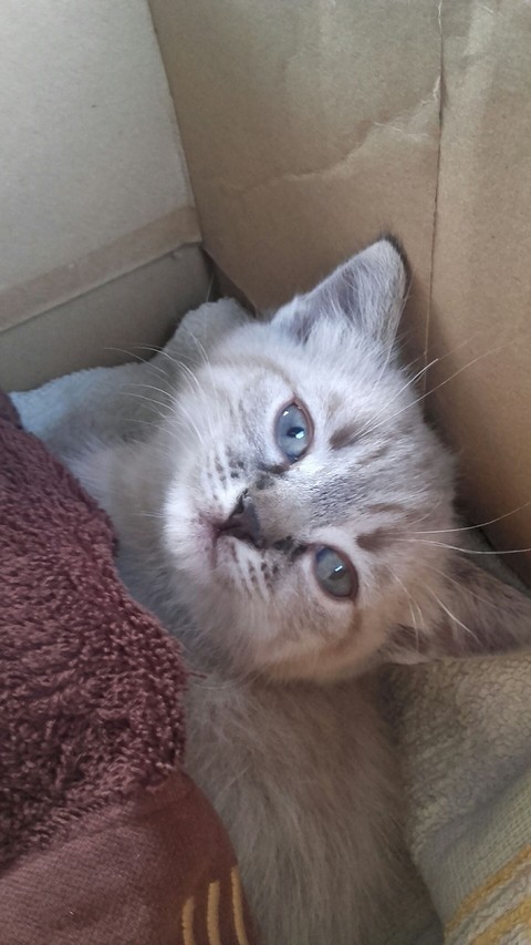 sfondi cat, vertebrate