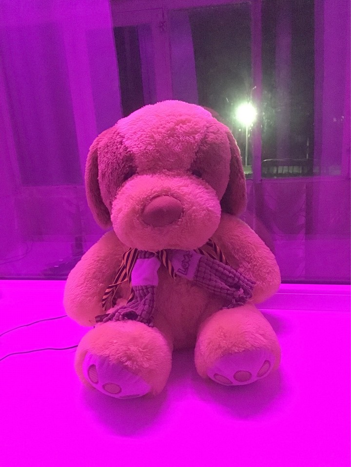 dog