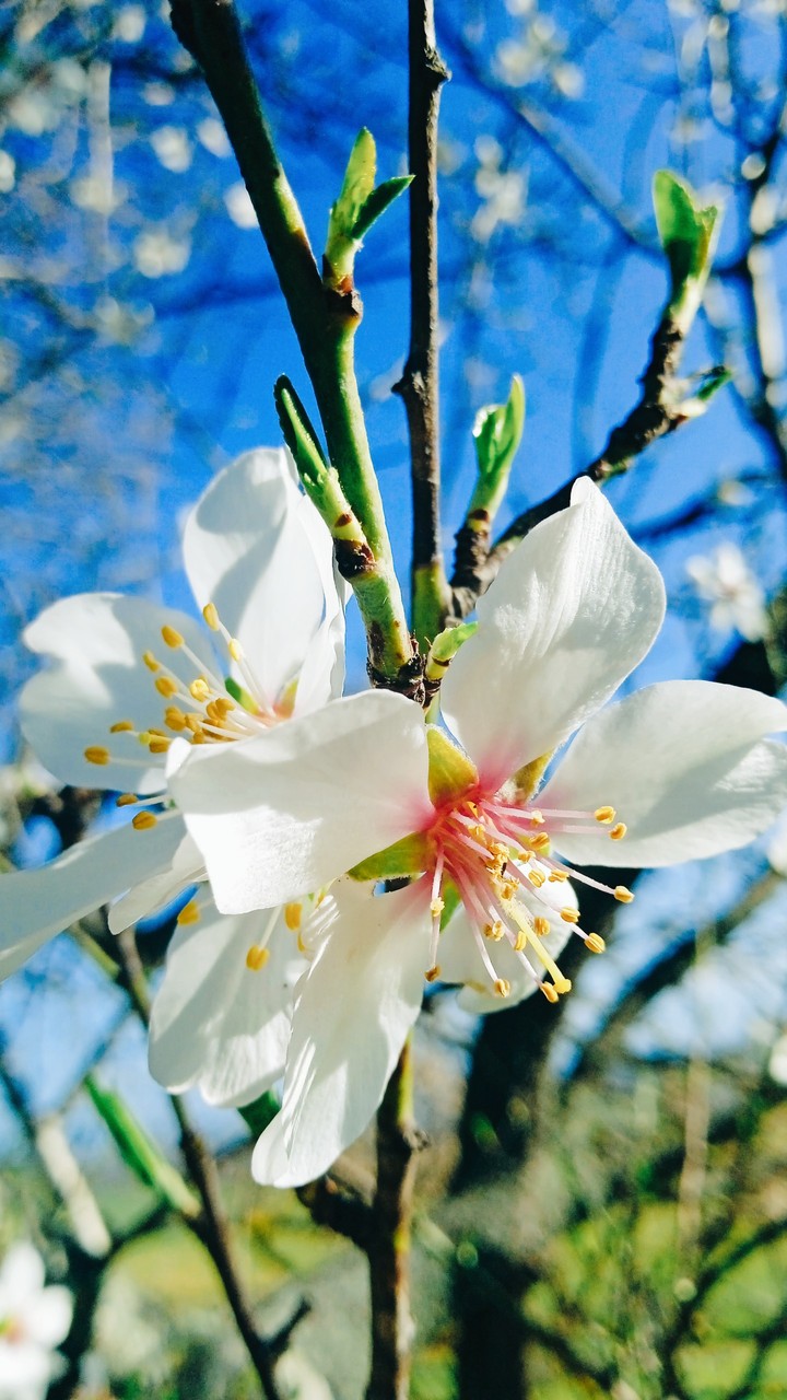 Fiori vari
