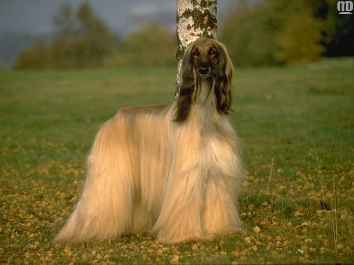 my dog