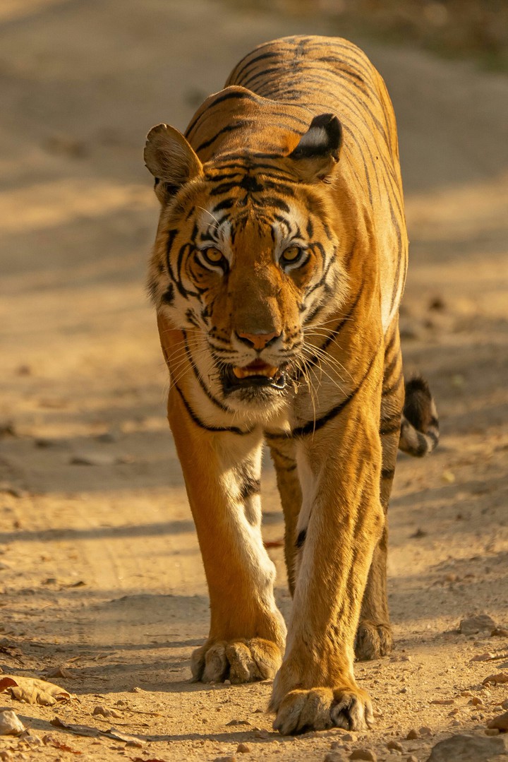 Tiger