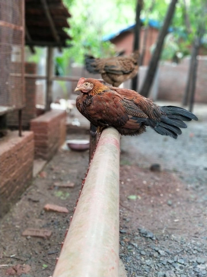 Nature - Lazy day for Hen