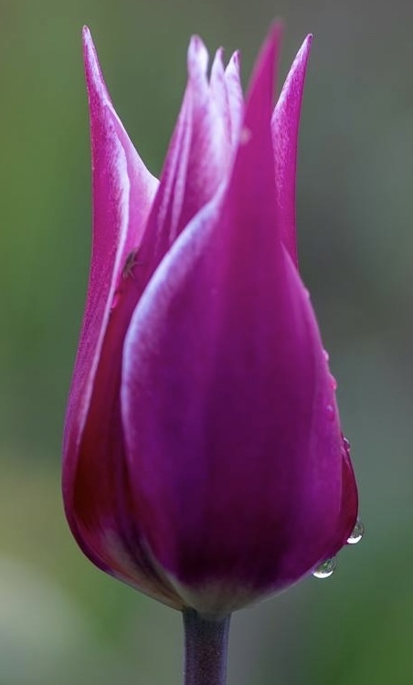 רקעים plant, magenta